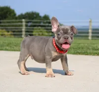 Stitch, a male French Bulldog for sale in Fresno, OH – 3 of 7