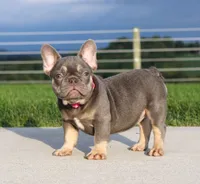 Porcha, a female French Bulldog for sale in Fresno, OH – 6 of 9