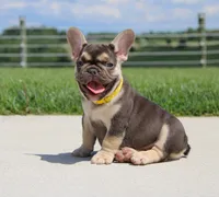 Winston (SOLD), a male French Bulldog for sale in Fresno, OH – 4 of 7