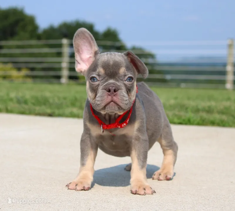 Stitch – French Bulldog puppy for sale in Fresno, OH