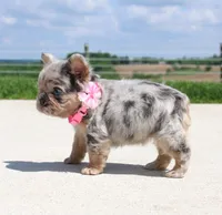 Macie, a female French Bulldog for sale in Fresno, OH – 6 of 9