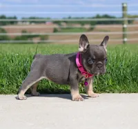 Stella, a female French Bulldog for sale in Fresno, OH – 4 of 6