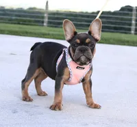 Sasha, a female French Bulldog for sale in Fresno, OH – 2 of 5