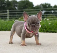 Porcha, a female French Bulldog for sale in Fresno, OH – 5 of 7