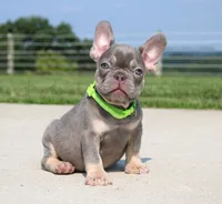 Hank, a male French Bulldog for sale in Fresno, OH – 3 of 5