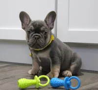 Walter, a male French Bulldog for sale in Fresno, OH – Photo 2 of 9