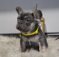 Walter, a male French Bulldog for sale in Fresno, OH – Photo 7 of 9