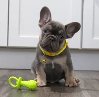 Walter, a male French Bulldog for sale in Fresno, OH – Photo 1 of 9