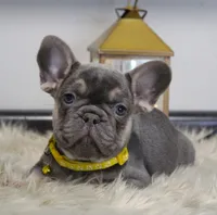 Walter, a male French Bulldog for sale in Fresno, OH – Photo 6 of 9