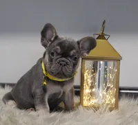 Walter, a male French Bulldog for sale in Fresno, OH – Photo 4 of 9