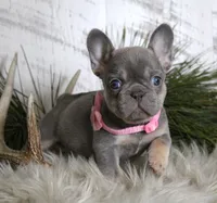 Cally, a female French Bulldog for sale in Fresno, OH – Photo 1 of 10