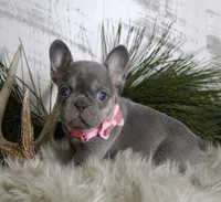 Cally, a female French Bulldog for sale in Fresno, OH – Photo 7 of 10