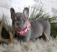 Cally, a female French Bulldog for sale in Fresno, OH – Photo 3 of 10