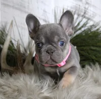 Cally, a female French Bulldog for sale in Fresno, OH – Photo 6 of 10