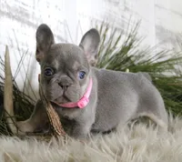 Cally, a female French Bulldog for sale in Fresno, OH – Photo 4 of 10