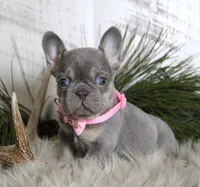 Cally, a female French Bulldog for sale in Fresno, OH – Photo 2 of 10