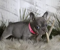 Cally, a female French Bulldog for sale in Fresno, OH – Photo 5 of 10