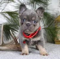 Bentley, a male French Bulldog for sale in Fresno, OH – Photo 2 of 5