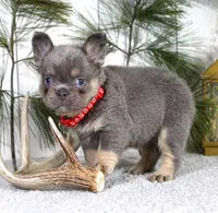 Bentley, a male French Bulldog for sale in Fresno, OH – Photo 5 of 5