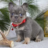 Bentley (Reserved), a male French Bulldog for sale in Fresno, OH – Photo 7 of 10