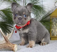 Bentley, a male French Bulldog for sale in Fresno, OH – Photo 3 of 5