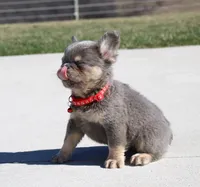 Bentley (Reserved), a male French Bulldog for sale in Fresno, OH – Photo 2 of 10