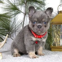 Bentley (Reserved), a male French Bulldog for sale in Fresno, OH – Photo 8 of 10