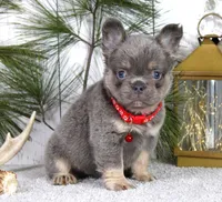 Bentley, a male French Bulldog for sale in Fresno, OH – Photo 4 of 5