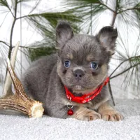 Bentley (Reserved), a male French Bulldog for sale in Fresno, OH – Photo 5 of 10