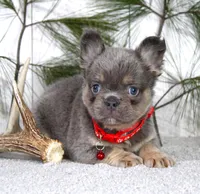 Bentley, a male French Bulldog for sale in Fresno, OH – Photo 1 of 5