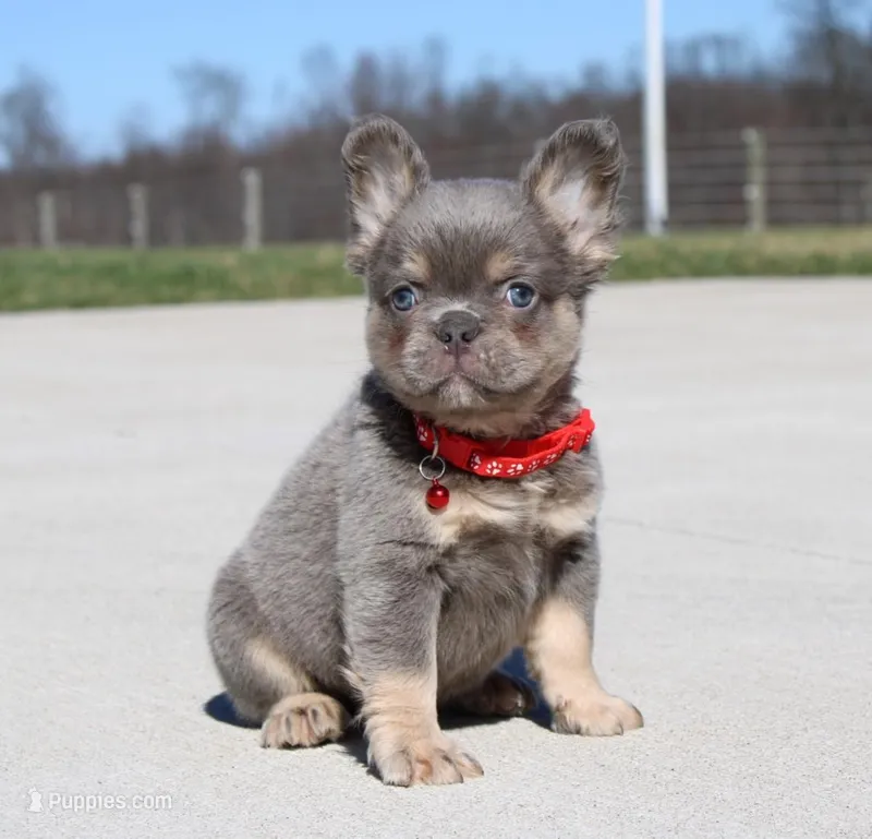 Bentley – French Bulldog puppy for sale in Fresno, OH