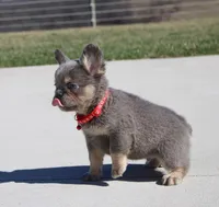 Bentley (Reserved), a male French Bulldog for sale in Fresno, OH – Photo 3 of 10