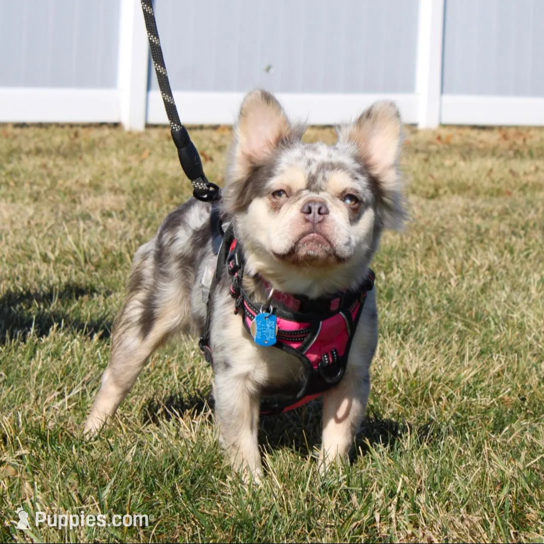 Bentley (Reserved), a male French Bulldog for sale in Fresno, OH – Photo 10 of 10