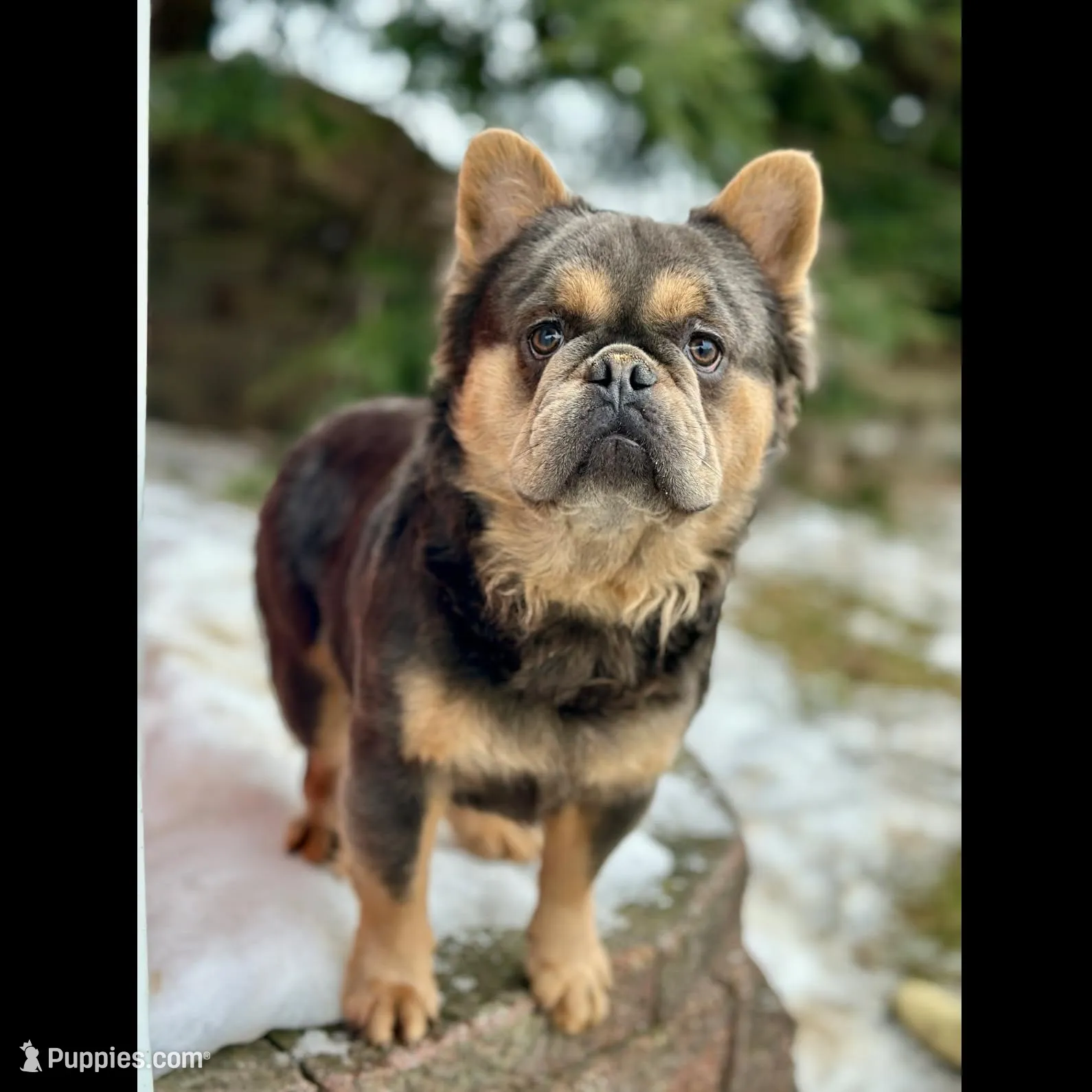 Bentley (Reserved), a male French Bulldog for sale in Fresno, OH – Photo 9 of 10