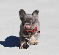 Bentley (Reserved), a male French Bulldog for sale in Fresno, OH – Photo 4 of 10