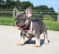 Gloria, a female French Bulldog for sale in Fresno, OH – 4 of 7