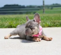 Penny, a female French Bulldog for sale in Fresno, OH – 4 of 7
