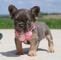 Jana, a female French Bulldog for sale in Fresno, OH – 6 of 8