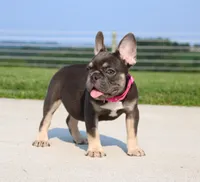 Stella, a female French Bulldog for sale in Fresno, OH – 2 of 10