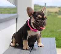 Mocha, a female French Bulldog for sale in Fresno, OH – 3 of 8