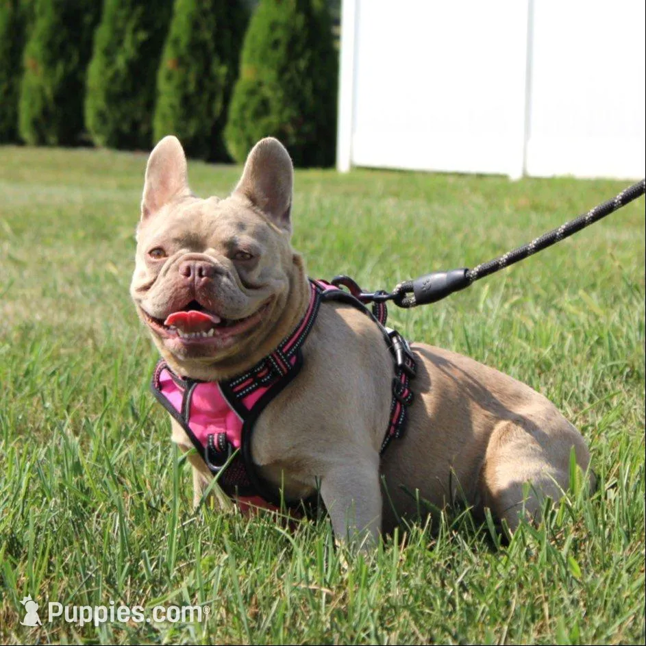 Bentley, a male French Bulldog for sale in Fresno, OH – Photo 6 of 6