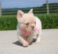 Buttercup, a female French Bulldog for sale in Fresno, OH – 3 of 7