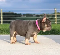 Porcha, a female French Bulldog for sale in Fresno, OH – 5 of 9