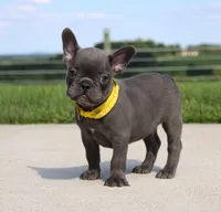 Bryce, a male French Bulldog for sale in Fresno, OH – 3 of 7