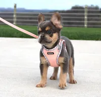 Princes, a female French Bulldog for sale in Fresno, OH – 4 of 7