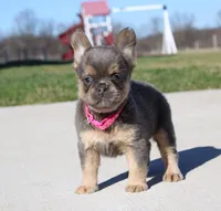 Princes, a female French Bulldog for sale in Fresno, OH – Photo 6 of 8