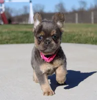 Princes, a female French Bulldog for sale in Fresno, OH – Photo 2 of 8