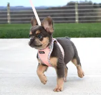 Princes, a female French Bulldog for sale in Fresno, OH – 5 of 7