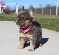 Princes, a female French Bulldog for sale in Fresno, OH – Photo 3 of 8