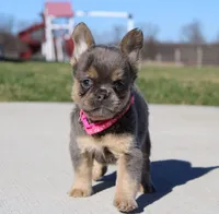 Princes, a female French Bulldog for sale in Fresno, OH – Photo 4 of 8